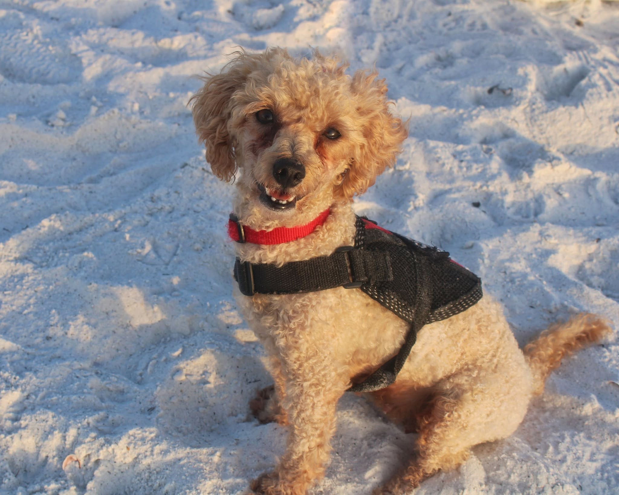 Small poodle sitting in beach sand during golden hour