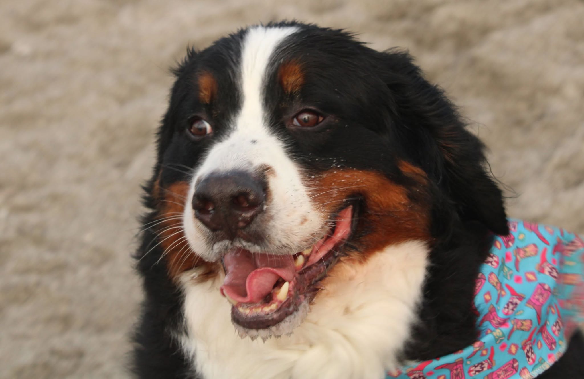 Bernese mountain dog smiling at the beach