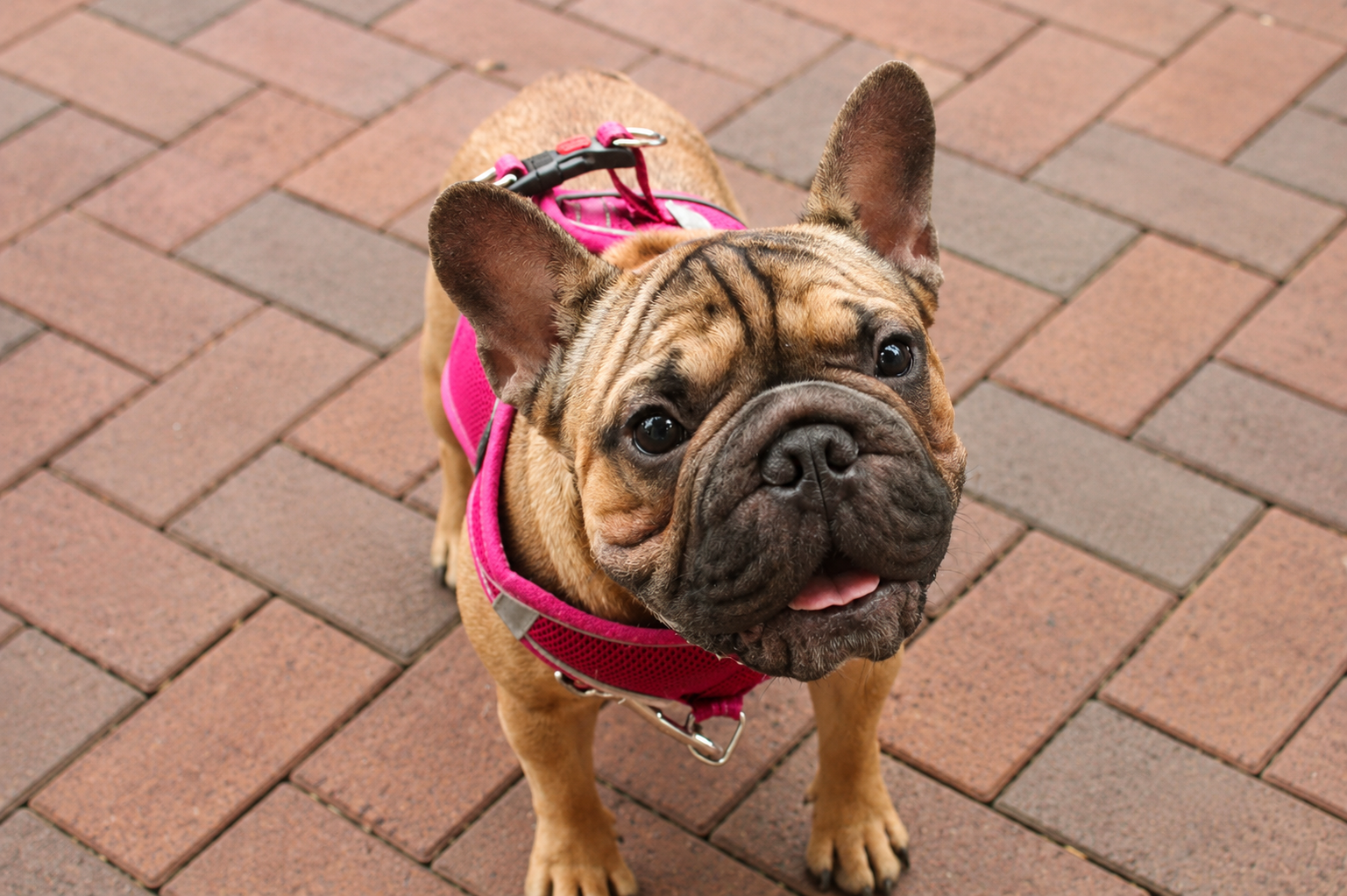 French bulldog wearing a pink harness
