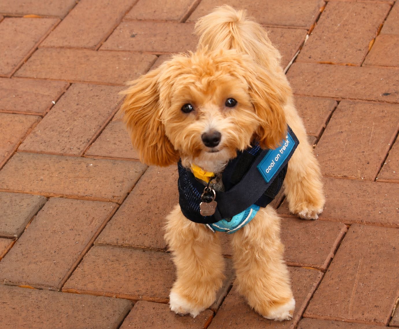 Small golden puppy looking toward the camera