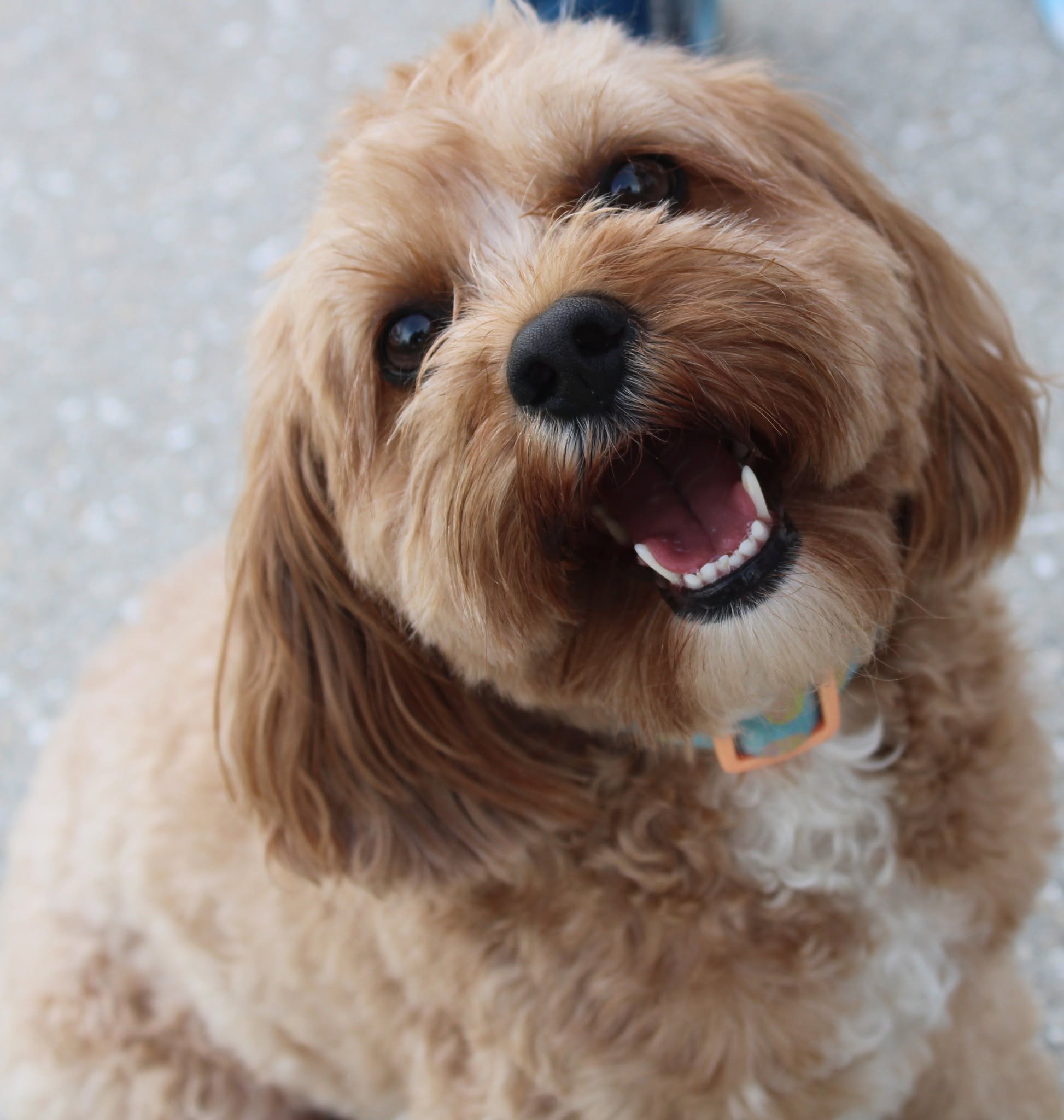 Happy small dog smiling toward the camera